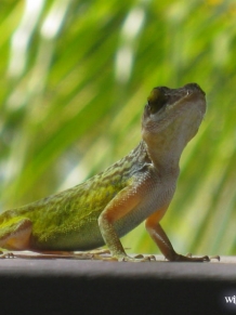 Antigua Lizard