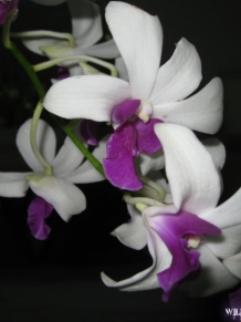 White and Purple Orchid 