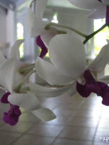 White Orchid Carlisle Bay Resort