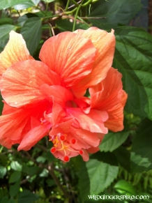 Antigua Flower