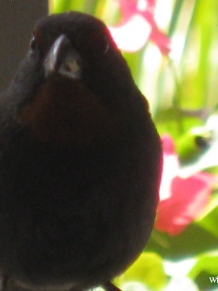 Antigua Bird Lesser Antillean Bullfinch