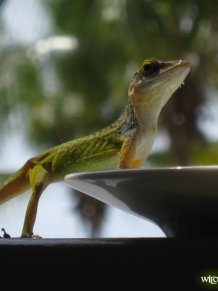 Antigua Lizard having breakfast