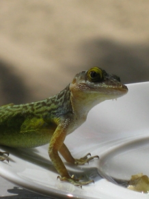 Antigua Lizard having breakfast