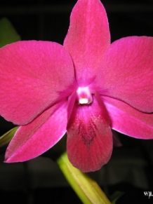 Pink Orchid