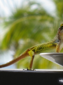 Antigua Lizard Dining