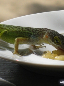 Antigua Lizard Banana lunch