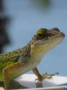 Antigua Lizard